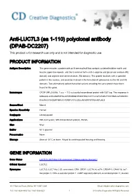Anti-LUC7L3 (Aa 1-110) Polyclonal Antibody (DPAB-DC2207) This Product Is for Research Use Only and Is Not Intended for Diagnostic Use