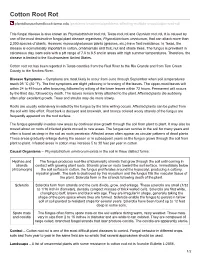 Cotton Root Rot