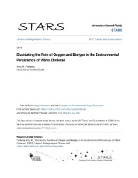 Elucidating the Role of Oxygen and Biotype in the Environmental Persistence of Vibrio Cholerae