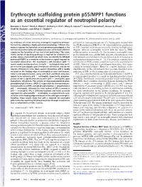 Erythrocyte Scaffolding Protein P55/MPP1 Functions As an Essential Regulator of Neutrophil Polarity