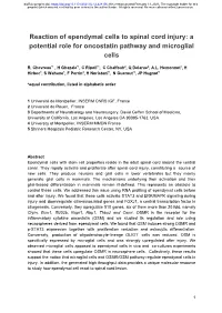 Reaction of Ependymal Cells to Spinal Cord Injury: a Potential Role for Oncostatin Pathway and Microglial Cells