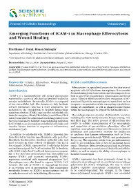 Emerging Functions of ICAM-1 in Macrophage Efferocytosis and Wound Healing