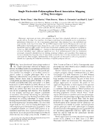 Single-Nucleotide-Polymorphism-Based Association Mapping of Dog Stereotypes