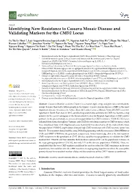 Identifying New Resistance to Cassava Mosaic Disease and Validating Markers for the CMD2 Locus