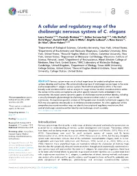 A Cellular and Regulatory Map of the Cholinergic Nervous System of C