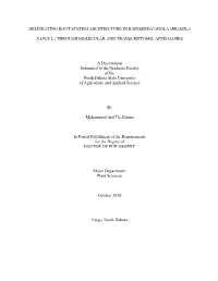 Delineating Root System Architecture in Rapeseed/Canola (Brassica