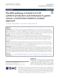 The MK2 Pathway Is Linked to G-CSF, Cytokine Production and Metastasis