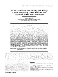 Collateralization of Climbing and Mossy Fibers Projecting to the Nodulus and Flocculus of the Rat Cerebellum