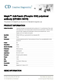 Magic™ Anti-Fascin (Phospho S39) Polyclonal Antibody (DPABH-19079) This Product Is for Research Use Only and Is Not Intended for Diagnostic Use