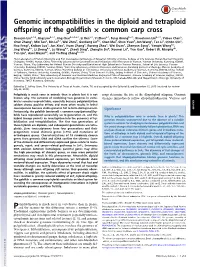 Genomic Incompatibilities in the Diploid and Tetraploid Offspring of the Goldfish × Common Carp Cross