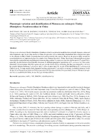Phenotypic Variation and Identification of Phenacoccus Solenopsis Tinsley (Hemiptera: Pseudococcidae) in China