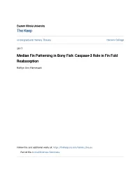 Median Fin Patterning in Bony Fish: Caspase-3 Role in Fin Fold Reabsorption
