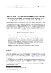 Behavior of the Amazonian Damselfly Chalcopteryx Scintillans Mclachlan