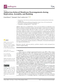 Alphavirus-Induced Membrane Rearrangements During Replication, Assembly, and Budding