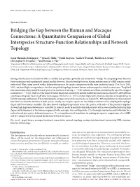 Bridging the Gap Between the Human and Macaque Connectome: a Quantitative Comparison of Global Interspecies Structure-Function Relationships and Network Topology