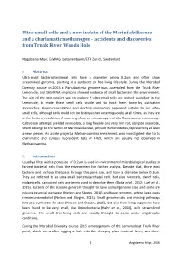 Ultra-Small Cells and a New Isolate of the Marinilabiliaceae and A