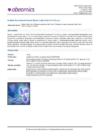 Recombinant Human Myosin Light Chain 5 (1-173 A.A.)