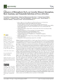 Influence of Rhizopheric H2O2 on Growth, Mineral Absorption, Root