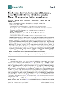 Isolation and Biosynthetic Analysis of Haliamide, a New PKS-NRPS Hybrid Metabolite from the Marine Myxobacterium Haliangium Ochraceum