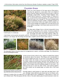 Fountain Grass