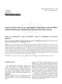 Isospora Dendrocinclae N. Sp.(Apicomplexa: Eimeriidae) From
