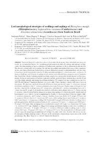 Leaf Morphological Strategies of Seedlings and Saplings Of