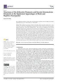Structures of the ß-Keratin Filaments and Keratin Intermediate Filaments in the Epidermal Appendages of Birds and Reptiles (Sauropsids)