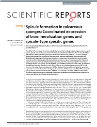 Spicule Formation in Calcareous Sponges: Coordinated Expression