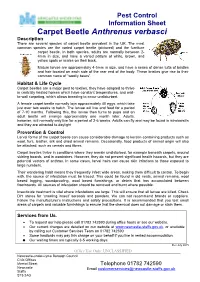 Carpet Beetle Anthrenus Verbasci Description There Are Several Species of Carpet Beetle Prevalent in the UK