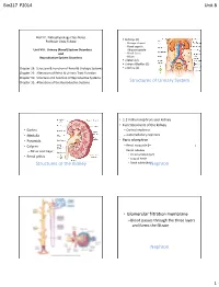 Structures of Urinary System