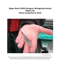Upper Basin Pallid Sturgeon Workgroup Annual Report for Work Completed in 2019