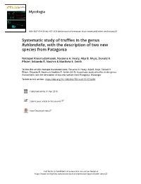 Systematic Study of Truffles in the Genus Ruhlandiella, with the Description of Two New Species from Patagonia