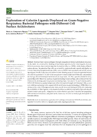 Exploration of Galectin Ligands Displayed on Gram-Negative Respiratory Bacterial Pathogens with Different Cell Surface Architectures