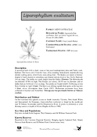 Liparophyllum Exaltatum