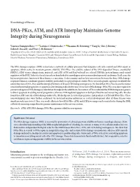 DNA-Pkcs, ATM, and ATR Interplay Maintains Genome Integrity During Neurogenesis