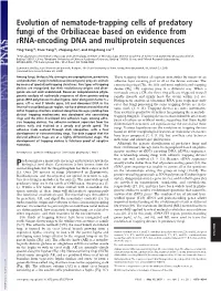 Evolution of Nematode-Trapping Cells of Predatory Fungi of the Orbiliaceae Based on Evidence from Rrna-Encoding DNA and Multiprotein Sequences