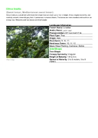 Citrus Limetta (Sweet Lemon, Mediterranean Sweet Lemon) Citrus Limetta Is a Small Tree with Lemon-Like Shape That Can Reach up to 8 M in Height