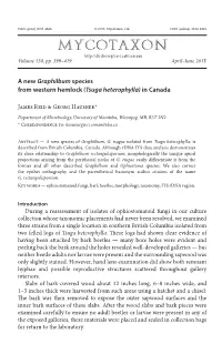 &lt;I&gt;Tsuga Heterophylla&lt;/I&gt;