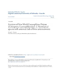 Coleoptera: Laemophloeidae): 2