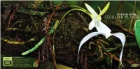 Peculiar Plants