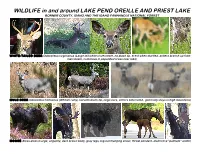 WILDLIFE in and Around LAKE PEND OREILLE and PRIEST LAKE BONNER COUNTY, IDAHO and the IDAHO PANHANDLE NATIONAL FOREST