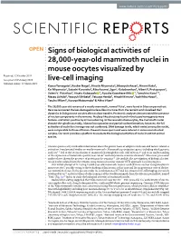 Signs of Biological Activities of 28,000-Year-Old Mammoth Nuclei in Mouse Oocytes Visualized by Live-Cell Imaging