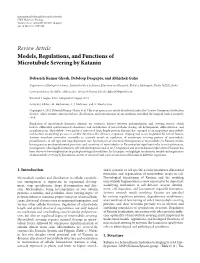 Models, Regulations, and Functions of Microtubule Severing by Katanin