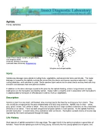 Fact Sheet: Aphids