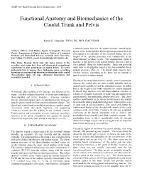 Functional Anatomy and Biomechanics of the Caudal Trunk and Pelvis