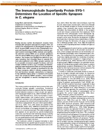 The Immunoglobulin Superfamily Protein SYG-1 Determines the Location of Specific Synapses in C