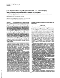 Cell-Free Synthesis of Fish Preproinsulin, and Processing By