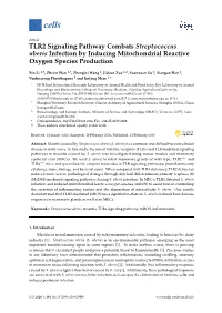 TLR2 Signaling Pathway Combats Streptococcus Uberis Infection by Inducing Mitochondrial Reactive Oxygen Species Production