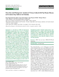Detection and Phylogenetic Analysis of Viruses Linked with Fig Mosaic Disease in Seventeen Fig Cultivars in Palestine