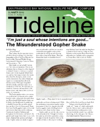 The Misunderstood Gopher Snake